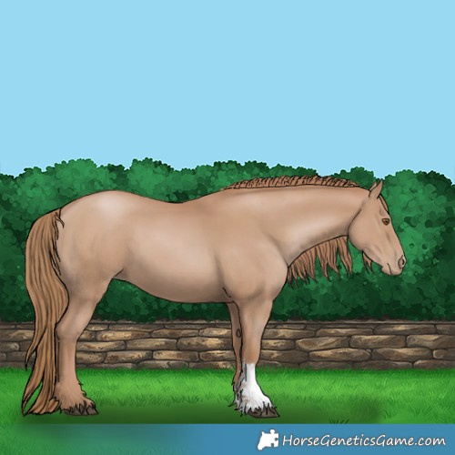 Horse Color:Black Pearl Sabino 