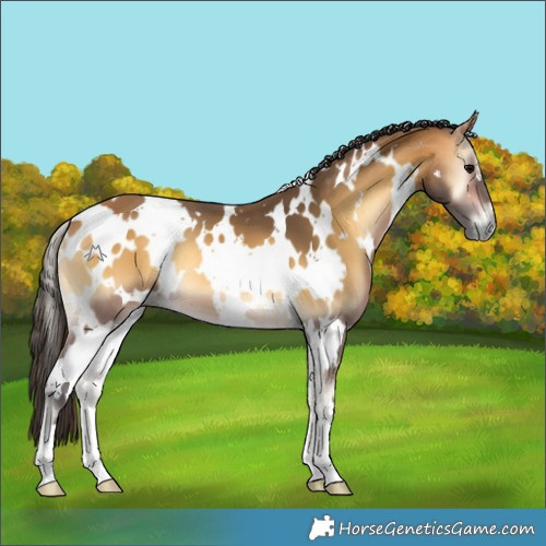 Horse Color:White Spotted Buckskin Onyx 