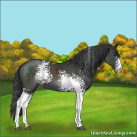 Horse Color:White Spotted Black Appaloosa 