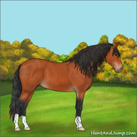 Horse Color:Bay 