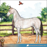 Horse Color:Bay Roan Sabino Rabicano