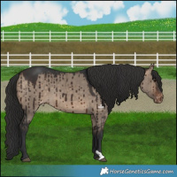 Horse Color:Brown Dun Varnish Brindle 