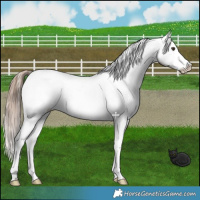 Horse Color:Liver Red Dun Near Leopard 