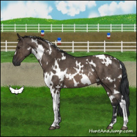 Horse Color:White Spotted Brown Dun Rabicano Brindle