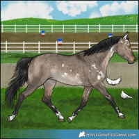 Horse Color:White Spotted Brown Dun Rabicano Brindle 
