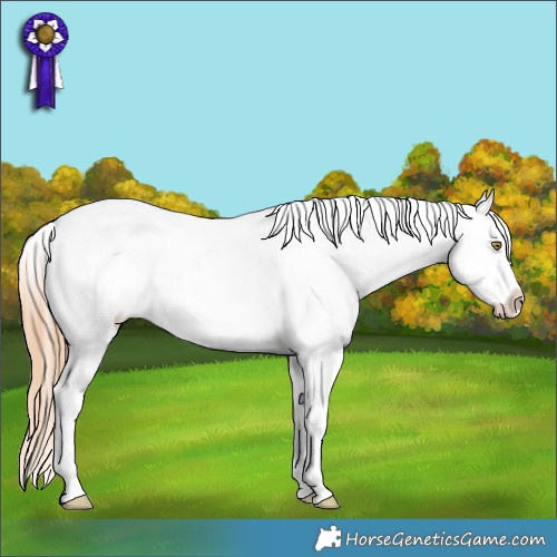 Horse Color:Gold Champagne Ice Sabino Splash Tobiano Appaloosa Rabicano  and Gold Champagne Ice Sabino Splash Tobiano Appaloosa Rabicano 
