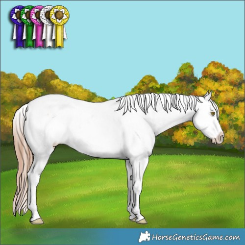 Horse Color:Gold Champagne Ice Sabino Splash Appaloosa Rabicano 