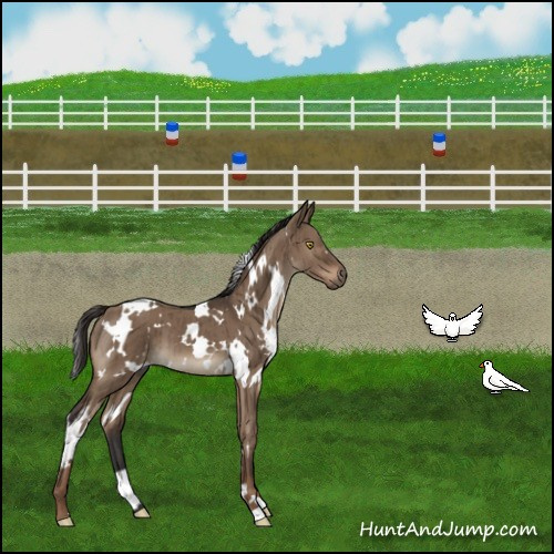Horse Color:White Spotted Liver Red Dun Brindle 