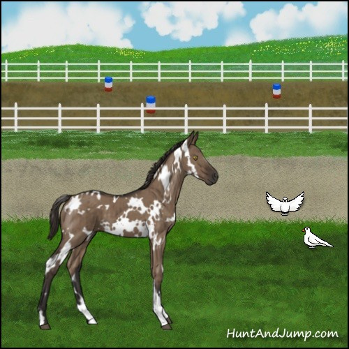 Horse Color:White Spotted Liver Red Dun Brindle 