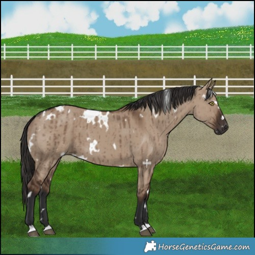 Horse Color:White Spotted Liver Red Dun Brindle 