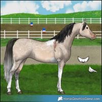 Horse Color:Bay Ice Dun Tobiano 