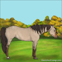 Horse Color:Brown Dun  and Liver Red Dun 