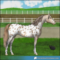 Horse Color:Buckskin Dun Appaloosa 
