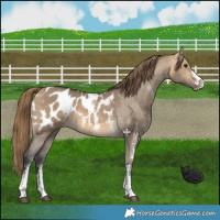 Horse Color:Buckskin Dun Sabino Blanket 