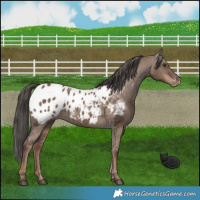 Horse Color:Liver Red Dun Appaloosa Brindle 