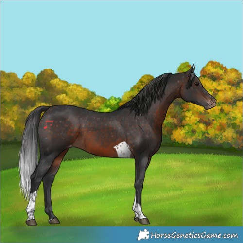 Horse Color:Brown Tobiano Appaloosa 