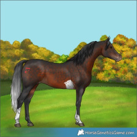 Horse Color:Brown Tobiano Appaloosa
