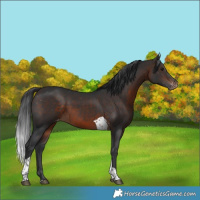 Horse Color:Brown Tobiano Varnish