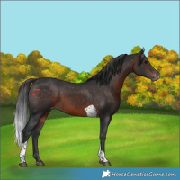 Horse Color:Brown Tobiano Appaloosa