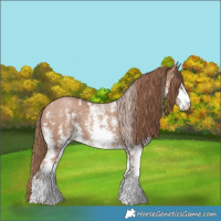 Horse Color:Black Pearl Sabino 