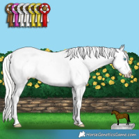 Horse Color:Cremello Dun Sabino Splash Tobiano Appaloosa  and Silver Perlino Dun Sabino Splash Tobiano Appaloosa 