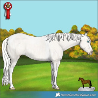 Horse Color:Cremello Dun Sabino Splash Tobiano Appaloosa and Silver Perlino Dun Sabino Splash Tobiano Appaloosa