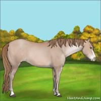 Horse Color:Black Pearl Sabino 