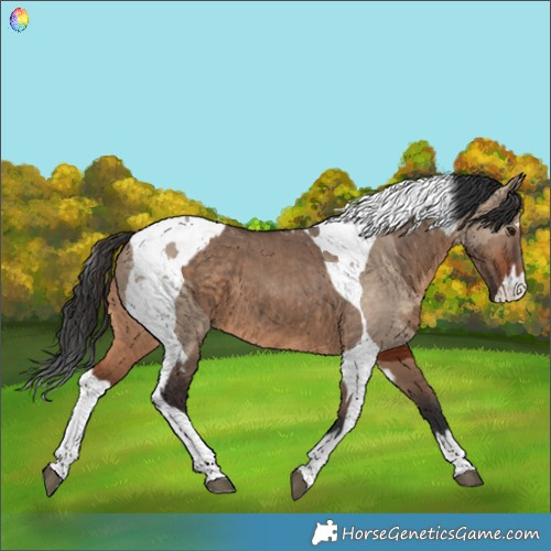 Horse Color:Brown Dun  and Brown Dun Tobiano 