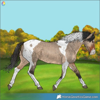 Horse Color:Brown Dun  and Brown Dun Tobiano 