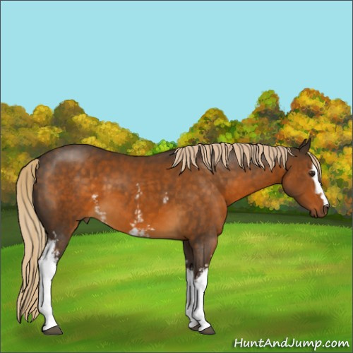 Horse Color:White Spotted Chocolate Palomino