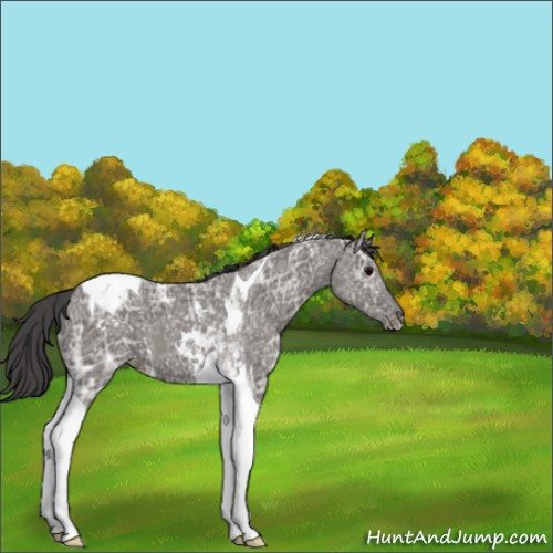 Horse Color:Grullo Ice Tobiano Appaloosa 