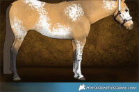 Horse Color:White Spotted Buckskin 