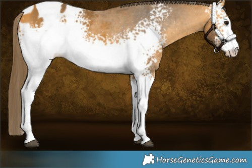 Horse Color:White Spotted Buckskin Tobiano Appaloosa 