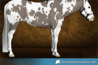 Horse Color:White Spotted Smoky Grullo Splash 