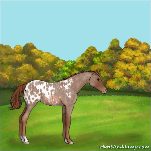 Horse Color:Red Roan Appaloosa 