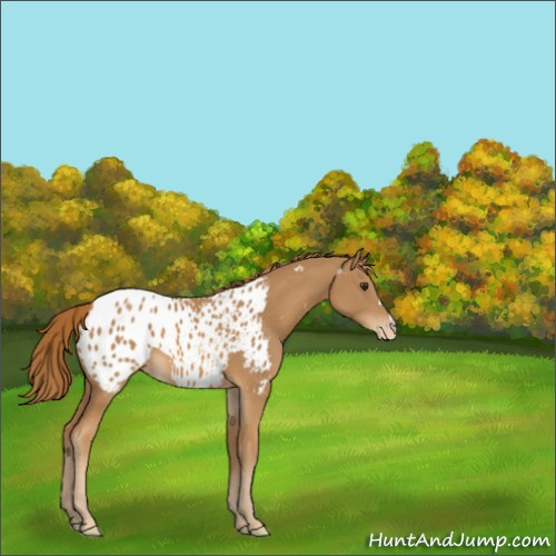 Horse Color:Chestnut Appaloosa 