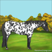 Horse Color:Blue Roan Appaloosa 