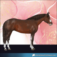 Horse Color:Liver Chestnut Sabino