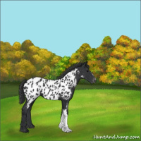 Horse Color:Black Appaloosa 