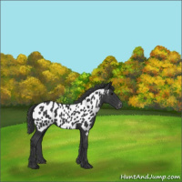 Horse Color:Black Appaloosa 