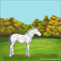 Horse Color:Grullo Appaloosa
