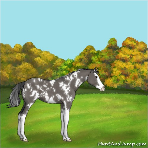 Horse Color:White Spotted Grullo Splash 