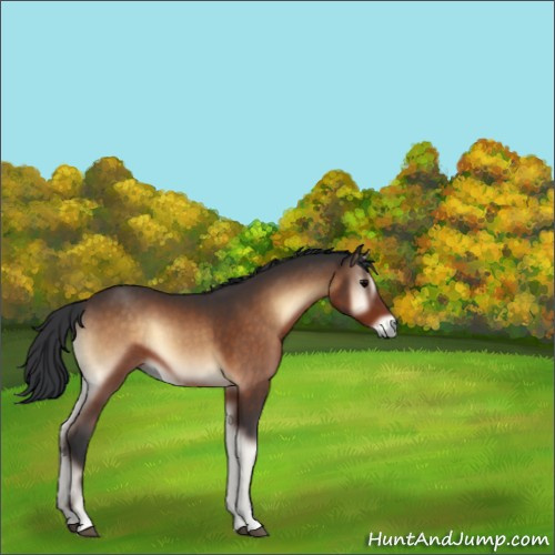 Horse Color:Brown Onyx Sabino 