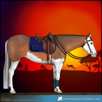 Horse Color:Bay Splash 