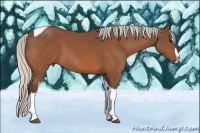 Horse Color:Silver Bay Splash Tobiano 