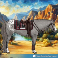 Horse Color:Grullo Appaloosa 