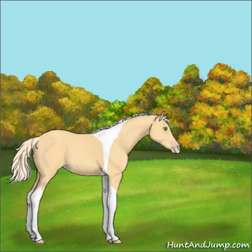Horse Color:Gold Cream Champagne Tobiano 