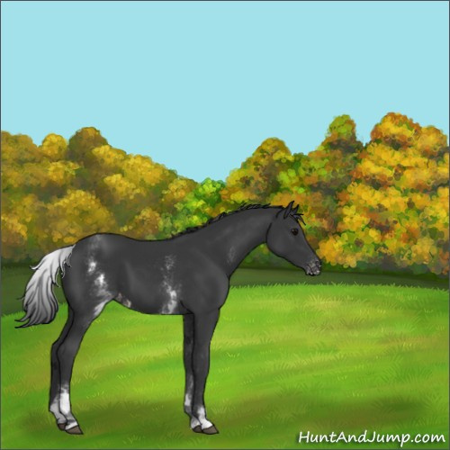 Horse Color:White Spotted Black Appaloosa 