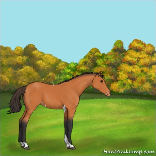 Horse Color:Bay Tobiano Appaloosa 