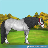 Horse Color:Bay Chinchilla 